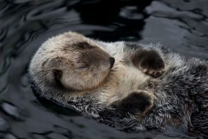 sleeping-sea-otter-3